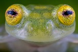 厄瓜多發現兩種新的「玻璃蛙」物種