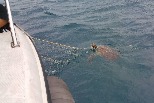 海龜救傷與漁業混獲危機