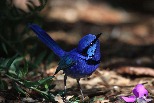 輝藍細尾鷯鶯