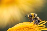 高溫難耐 暖化將使熊蜂數量減少 科學家憂影響植物遠距離傳粉