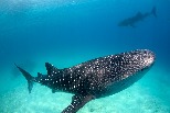 游在死亡航線上 研究：船隻撞擊可能與鯨鯊數量減少有關