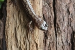 這種「跳傘蠑螈」能毫髮無傷地從世界最高的樹上躍下