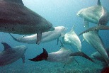 海裡有藥局 研究：海豚排隊摩擦珊瑚 為自己治療皮膚傷口