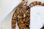 生物分解新希望？ 澳洲研究：麥皮蟲能消化保麗龍