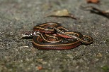 臺灣唯一一級保育蛇種 「金絲蛇」高達八成記錄是路殺