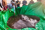 湄公河捕獲「巨無霸魟魚」，正式刷新最大淡水魚紀錄！