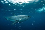 新發現：為了偷襲獵物，大白鯊可能會改變體色！