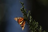 IUCN宣布：帝王蝶現在已成為瀕危物種