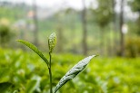 茶金歲月後，臺灣茶文化出現哪些新創的傳統？