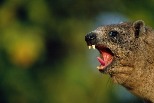 為什麼這種毛茸茸的雄性哺乳類會以類人的節奏唱歌？
