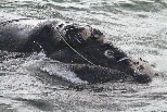 鯨魚的100萬道陰影 美組織將龍蝦踢出永續海鮮名單