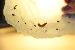 小蟲成地球救星 科學家發現大蠟蛾幼蟲分解塑膠的祕密