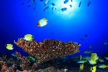 夏威夷生魚飯意外受惠 研究：海洋保護區效果外溢 區外黃鰭鮪也增加