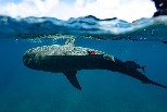 鯊魚帶路 全球最大海草床在巴哈馬現身