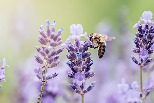 哈佛研究：蜜蜂等授粉昆蟲減少 每年害42萬人早死