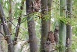 竹林中的鳴角鴞