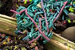 揭開慢性疲勞症候群之謎：腸道微生物群系或許是解鎖之鑰！