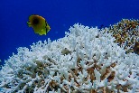 全球海洋陷低氧危機 臺灣東沙環礁、太平島海域呈中重度缺氧