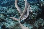 橄欖海蛇的困擾