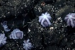 發現罕見章魚「育嬰房」，科學家驚嘆連連！