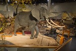 動物標本化學濃度超標 美營運40年自然史博物館結束營業