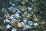 科學家發現加州深海「章魚花園」 逾2萬隻章魚群聚海底溫泉創造生態綠洲