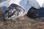 罕見第三例革龜活體擱淺不治 解剖報告指因誤食魚線敗血亡