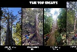 尋遍巨木 找樹的人團隊見證臺灣巨木的現身與死亡