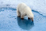 全球首例！ 阿拉斯加北極熊證實死於禽流感
