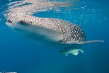 關注鯊魚—海中之王面臨的三大生存危機