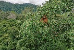 婆羅洲荒野的綠色心臟