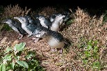 為什麼渡鴉突然開始攻擊全世界最小的企鵝？