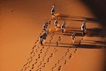 納米比沙漠的長角羚羊