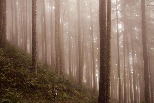 霧濛濛的奧勒岡森林