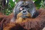 科學首見：紅毛猩猩會用藥草治療傷口