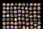 是什麼動物創造出這些罕見的海洋寶石？