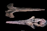 科學家在澳洲深海驚見「鯨魚墳場」
