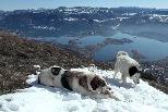 山地牧羊犬：托爾賈克犬