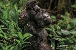 非洲，為野生動物而戰