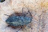 「聽見」野火的甲蟲：喜火性昆蟲如何成為火災偵測技術原型？