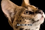 Photo Ark 影像方舟計畫，為上萬物種留下珍貴紀錄｜《2027臺灣原生種日曆》預購中