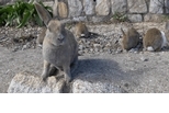 5座動物當家的島嶼