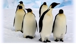 【動物好朋友】皇帝企鵝(Emperor Penguin)