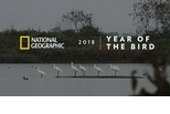台江國家公園－黑面琵鷺保育及棲息環境