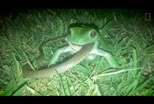 驚悚畫面：這是個蛙吞蛇的世界