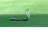 球場上目擊為了母蛇而纏鬥的黑曼巴蛇