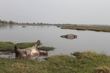 納米比亞的上百頭河馬疑似死於炭疽病