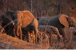 獵殺更多大象真能有助於拯救牠們？