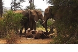 罕見畫面：大象也懂得「哀悼」？