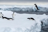 南極洲東部的阿德利企鵝 數量比過去預估多360萬